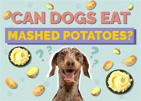 can i feed my dog mashed potatoes with some considerations on the health benefits of mashed potatoes for humans?