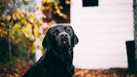 can i feed my dog quinoa