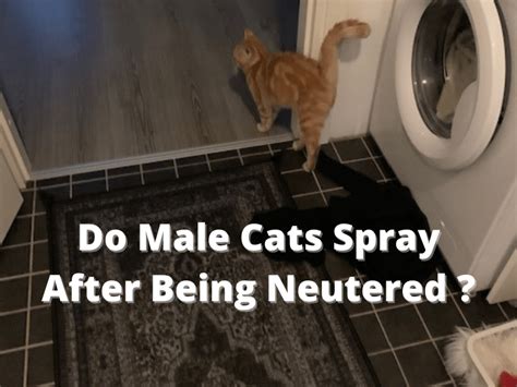 Do Boy Cats Still Spray After Being Neutered? A Comprehensive Exploration