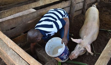 how to feed pigs on the importance of consistency in life