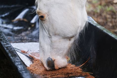 what not to feed a horse with cushing's: the importance of a balanced diet in managing the condition